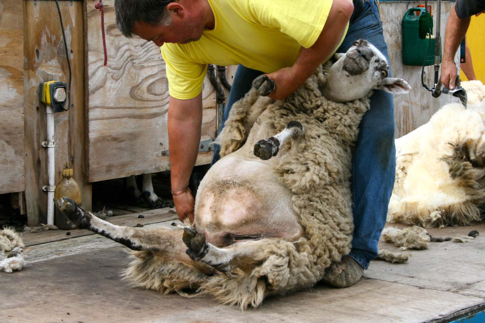 Pictures Of Sheep Shearing